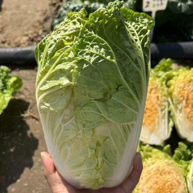 神狮桔红心大白菜种子炮弹形红心娃娃白菜60天耐贮运秋季播
