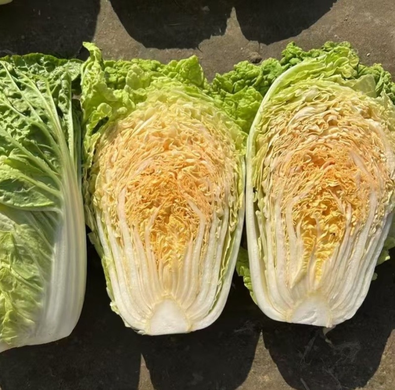 神狮桔红心大白菜种子炮弹形红心娃娃白菜60天耐贮运秋季播