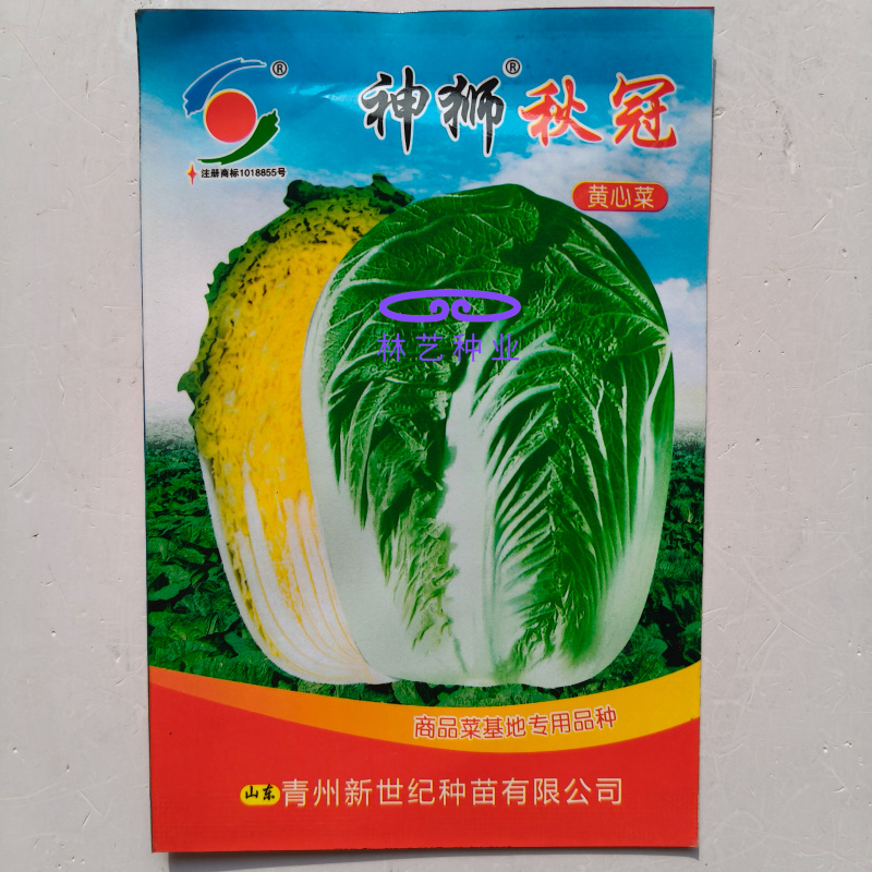 神狮秋冠黄心大白菜种子口感好优质高产抗三大病害基地大田