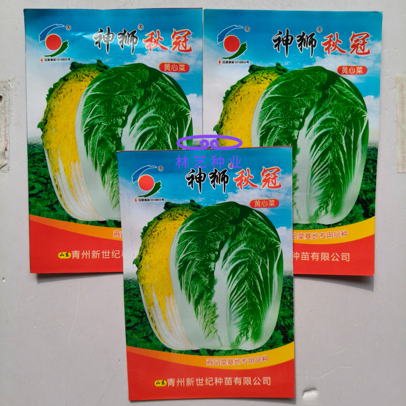 神狮秋冠黄心大白菜种子口感好优质高产抗三大病害基地大田