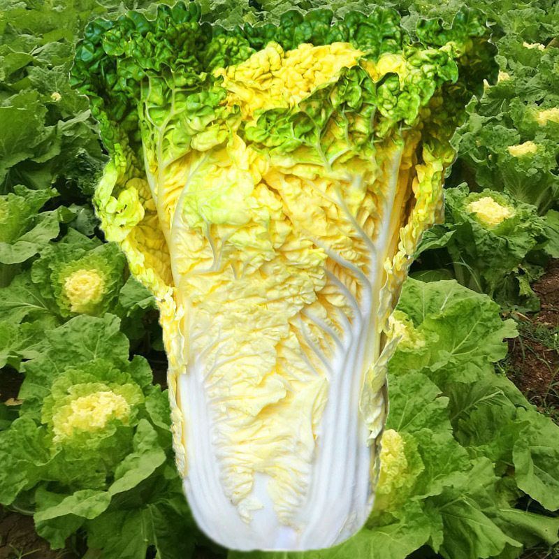 皇贵妃黄心大白菜种子高产抗抽苔南韩春秋两季农用大田播蔬菜