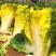 皇贵妃黄心大白菜种子高产抗抽苔南韩春秋两季农用大田播蔬菜