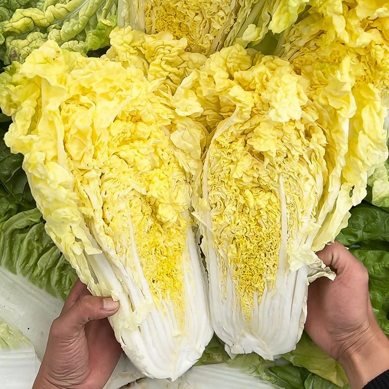 皇贵妃黄心大白菜种子高产抗抽苔南韩春秋两季农用大田播蔬菜