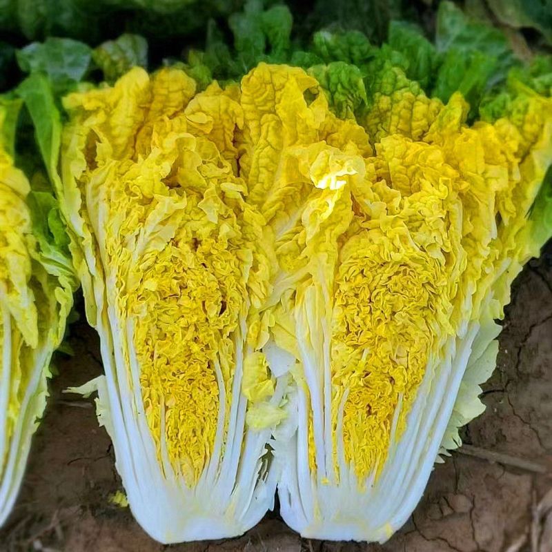 皇贵妃黄心大白菜种子高产抗抽苔南韩春秋两季农用大田播蔬菜