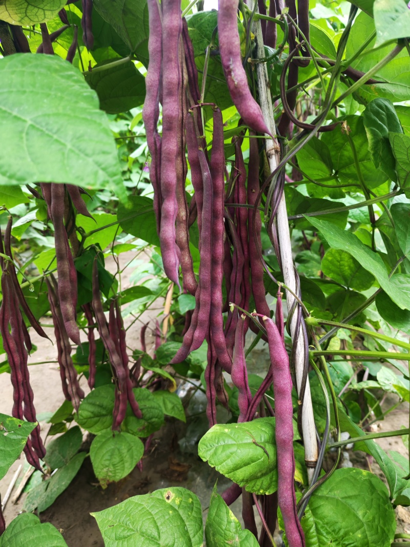 白芸豆，紫芸豆