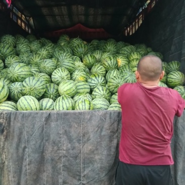 精品美都西瓜