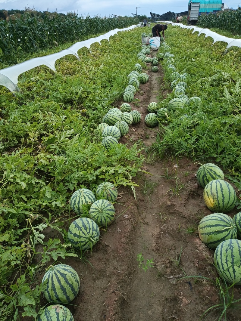 精品美都西瓜