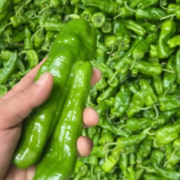 巨无霸薄皮辣椒