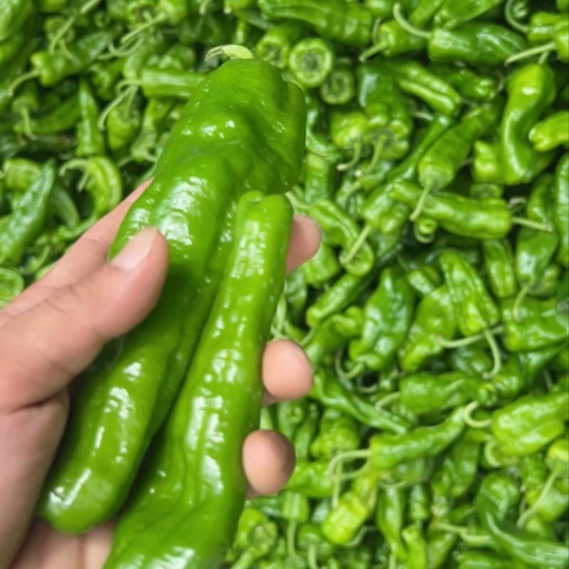 巨无霸薄皮辣椒