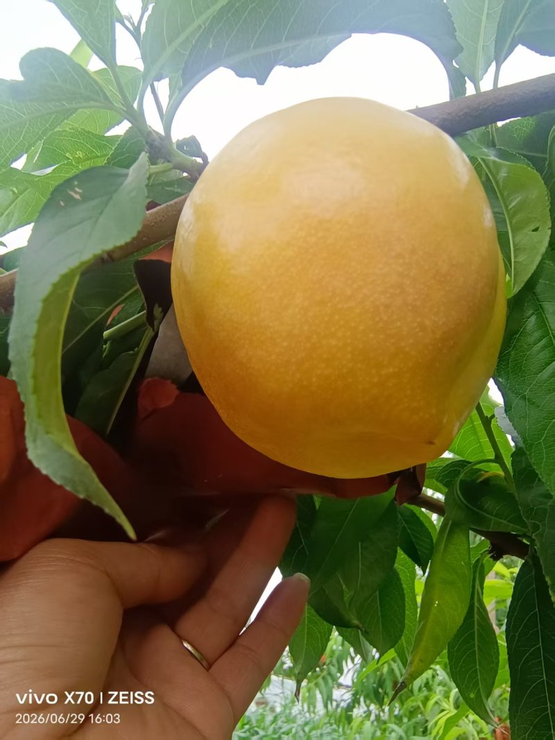 抚宁油桃蟠桃（8-44.1-21，油盘九）