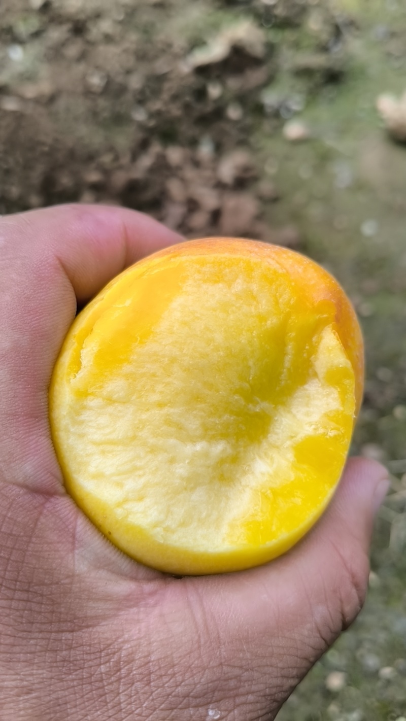 抚宁油桃蟠桃（8-44.1-21，油盘九）