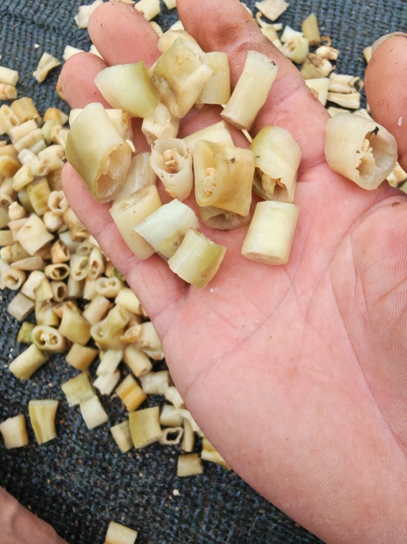 白辣椒，湖南特产，买10吨送1吨