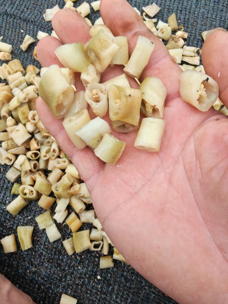 白辣椒，湖南特产，买10吨送1吨