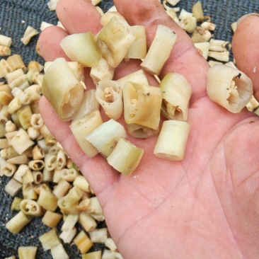 白辣椒，湖南特产，买10吨送1吨