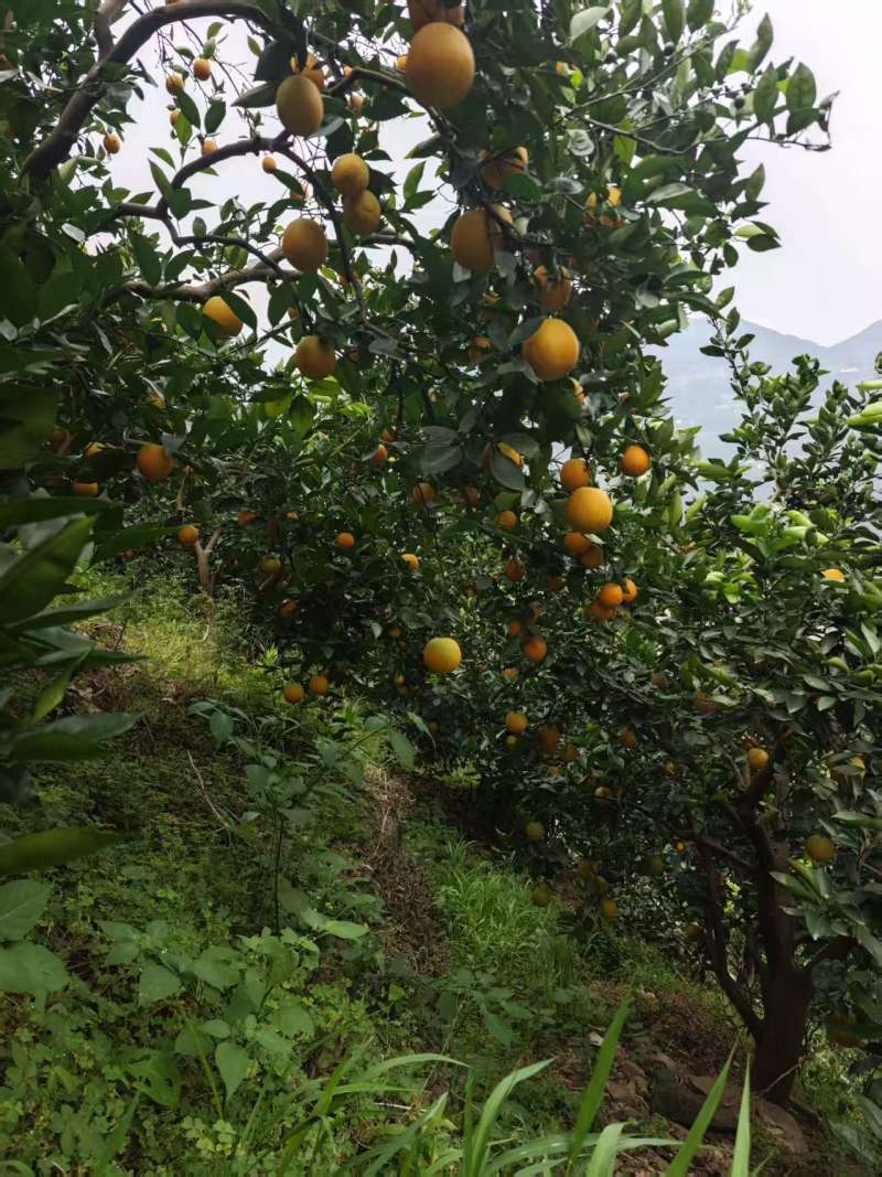 秭归夏橙大量供货，品质保证！欢迎对接！