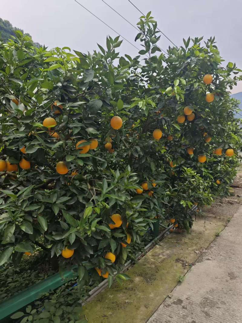 秭归夏橙大量供货，品质保证！欢迎对接！