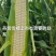 鲜玉米高品质燕窝雪糯大量上市
