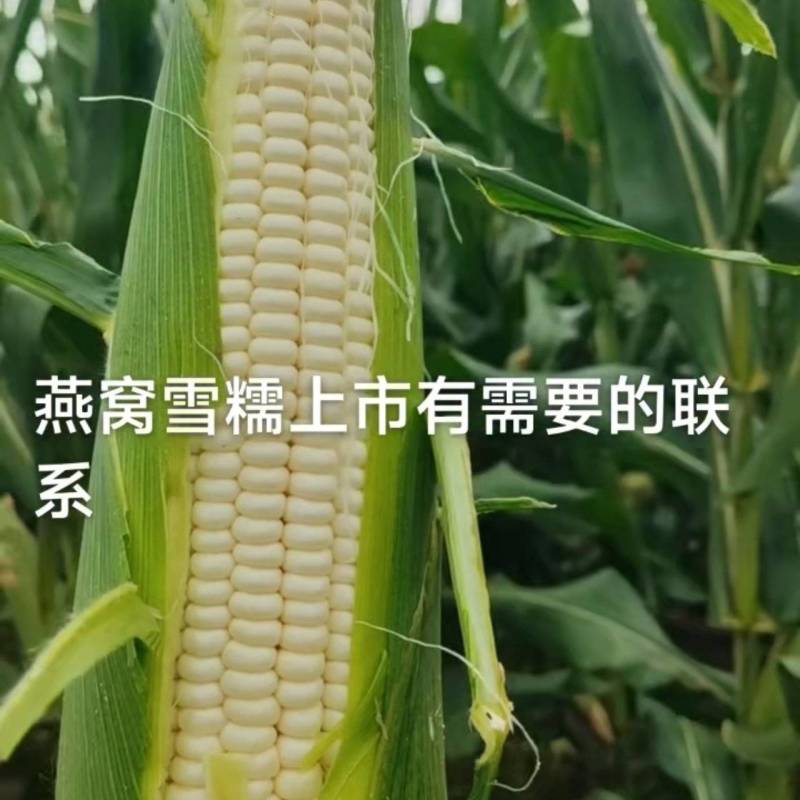 鲜玉米高品质燕窝雪糯大量上市