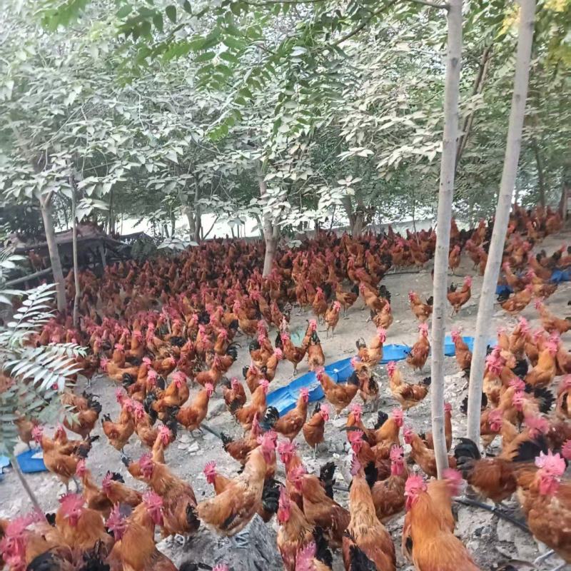 淮南王土鸡