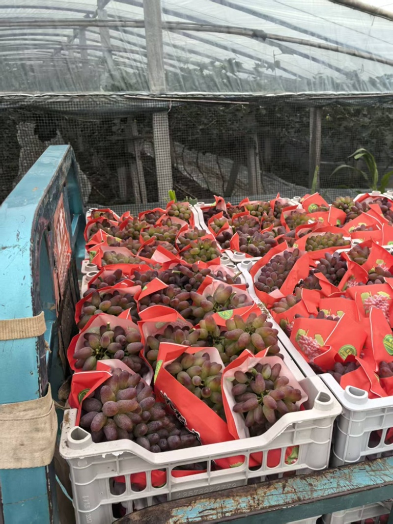 本地葡萄大量上市品种齐全，欢迎各位老板前来选购