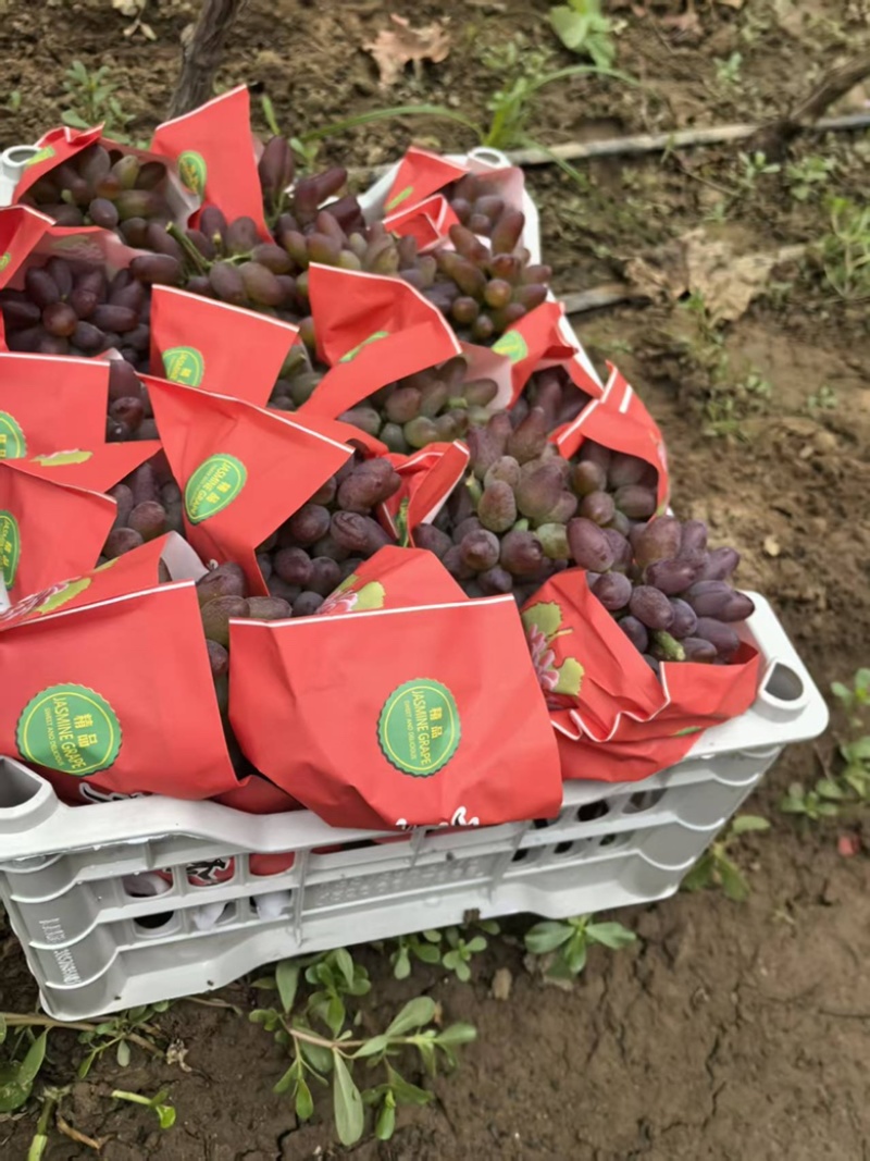 本地葡萄大量上市品种齐全，欢迎各位老板前来选购