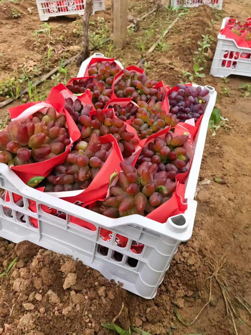 本地葡萄大量上市品种齐全，欢迎各位老板前来选购