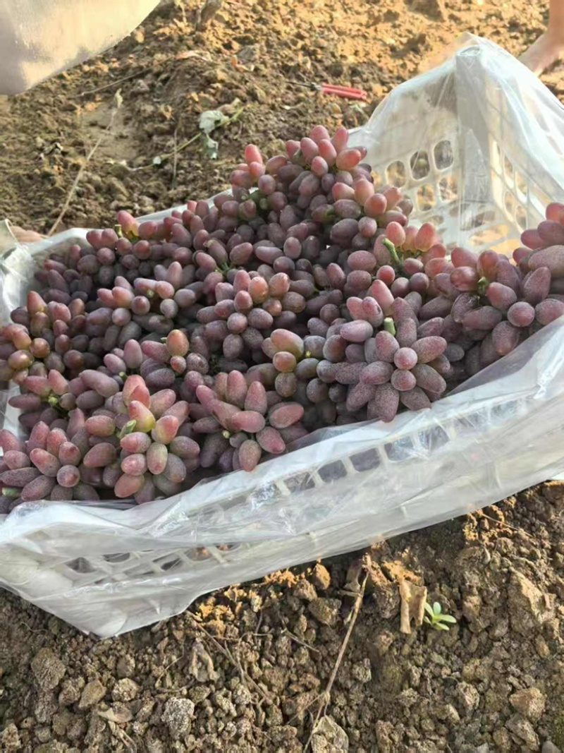 本地葡萄大量上市品种齐全，欢迎各位老板前来选购