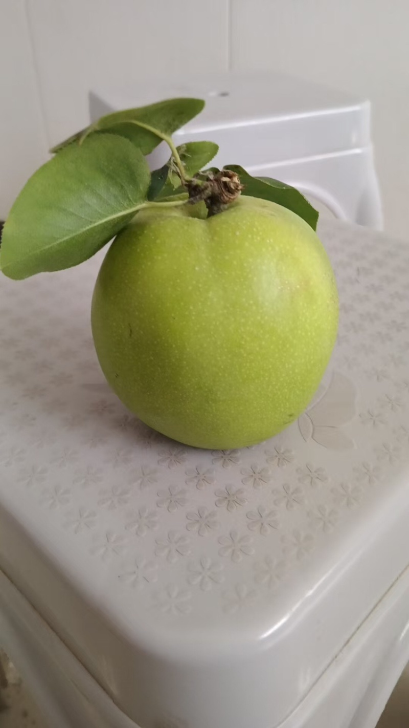 酥脆一号梨，含糖量高，口感纯甜，产地直供。