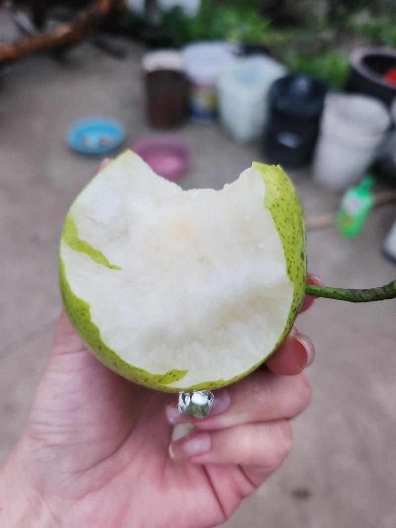 酥脆一号梨，含糖量高，口感纯甜，产地直供。