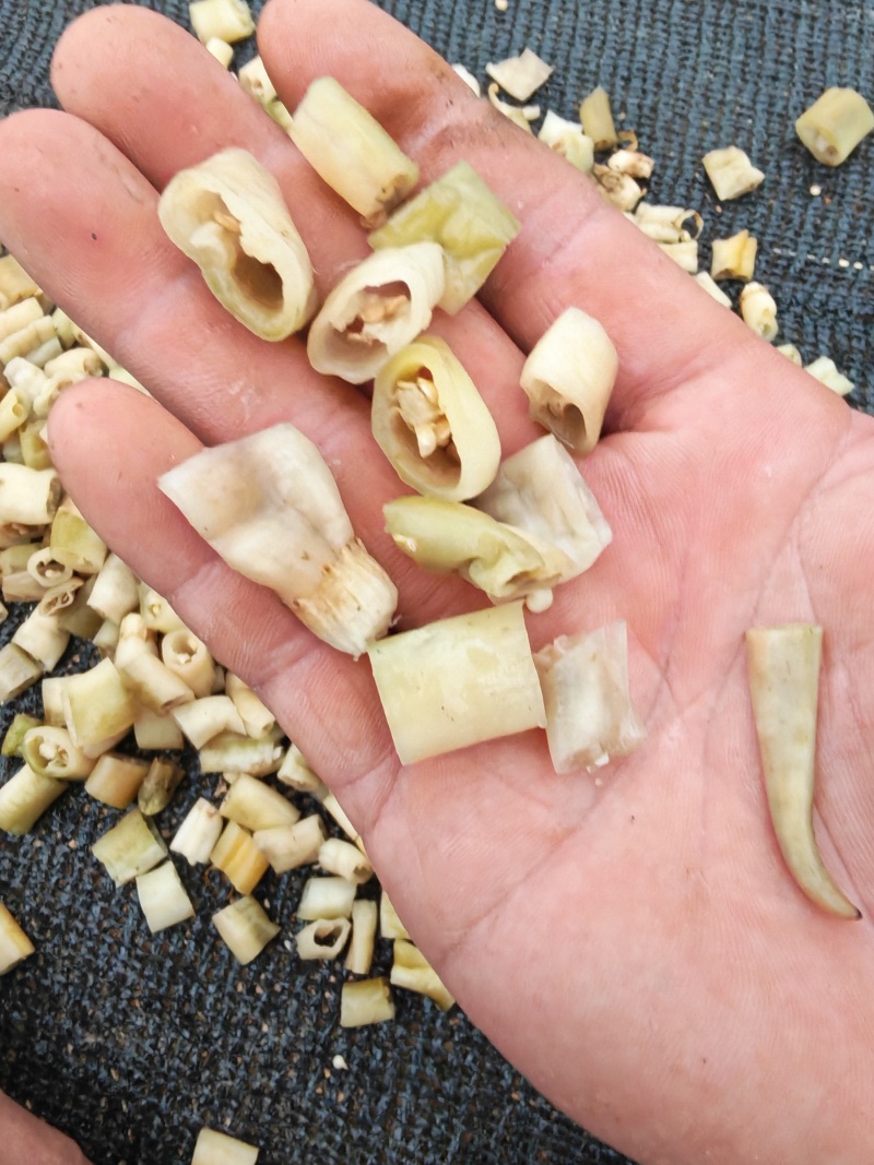白辣椒，湖南特产，买10吨送1吨
