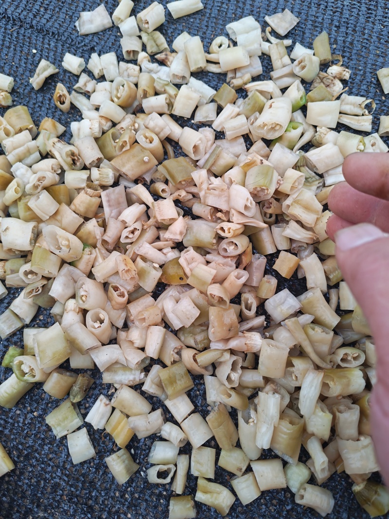 白辣椒，湖南特产，买10吨送1吨
