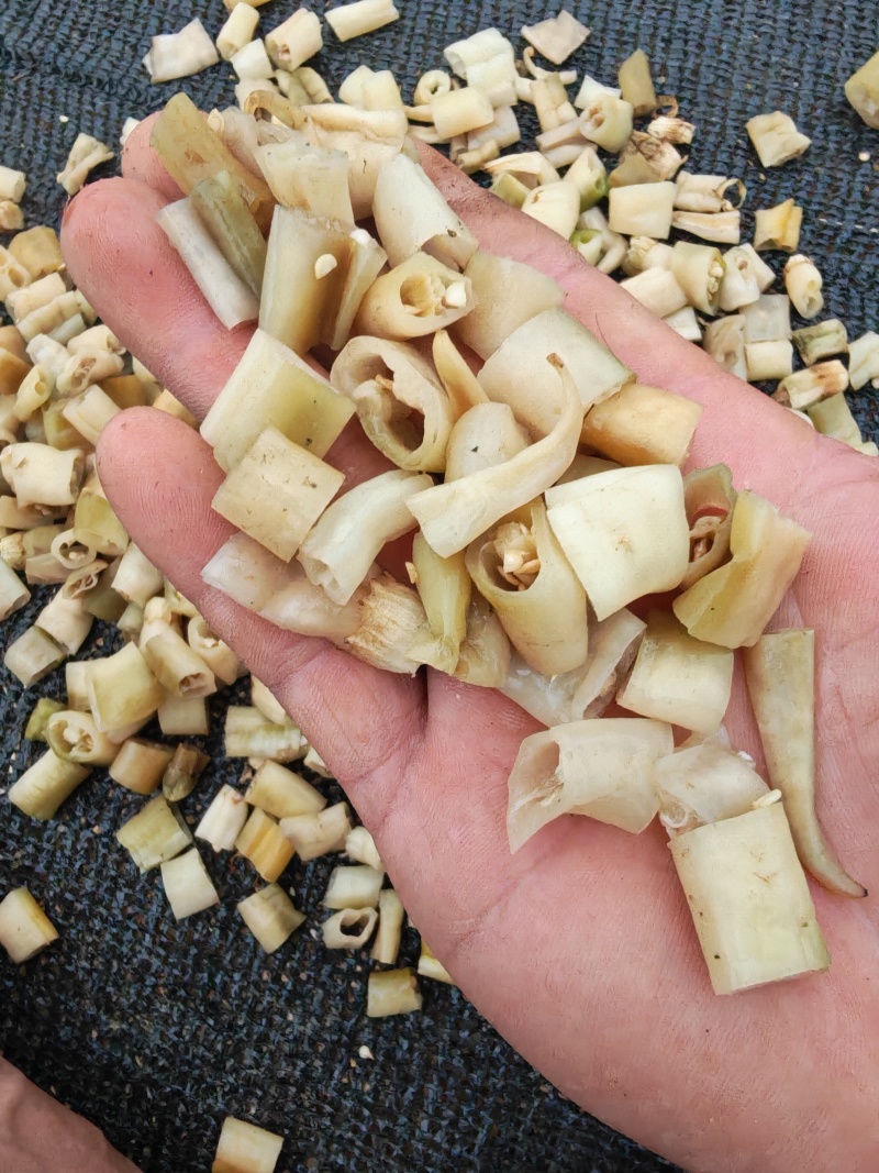白辣椒，湖南特产，买10吨送1吨