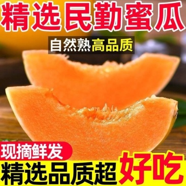 甘肃民勤沙漠蜜瓜，金红包，香甜软糯，产地货源