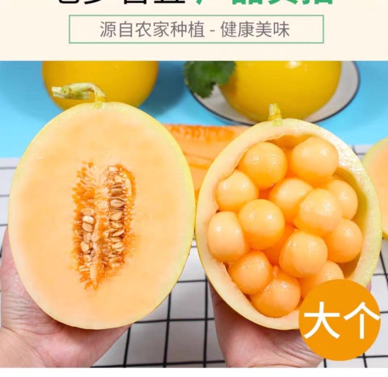 甘肃民勤沙漠蜜瓜，金红包，香甜软糯，产地货源