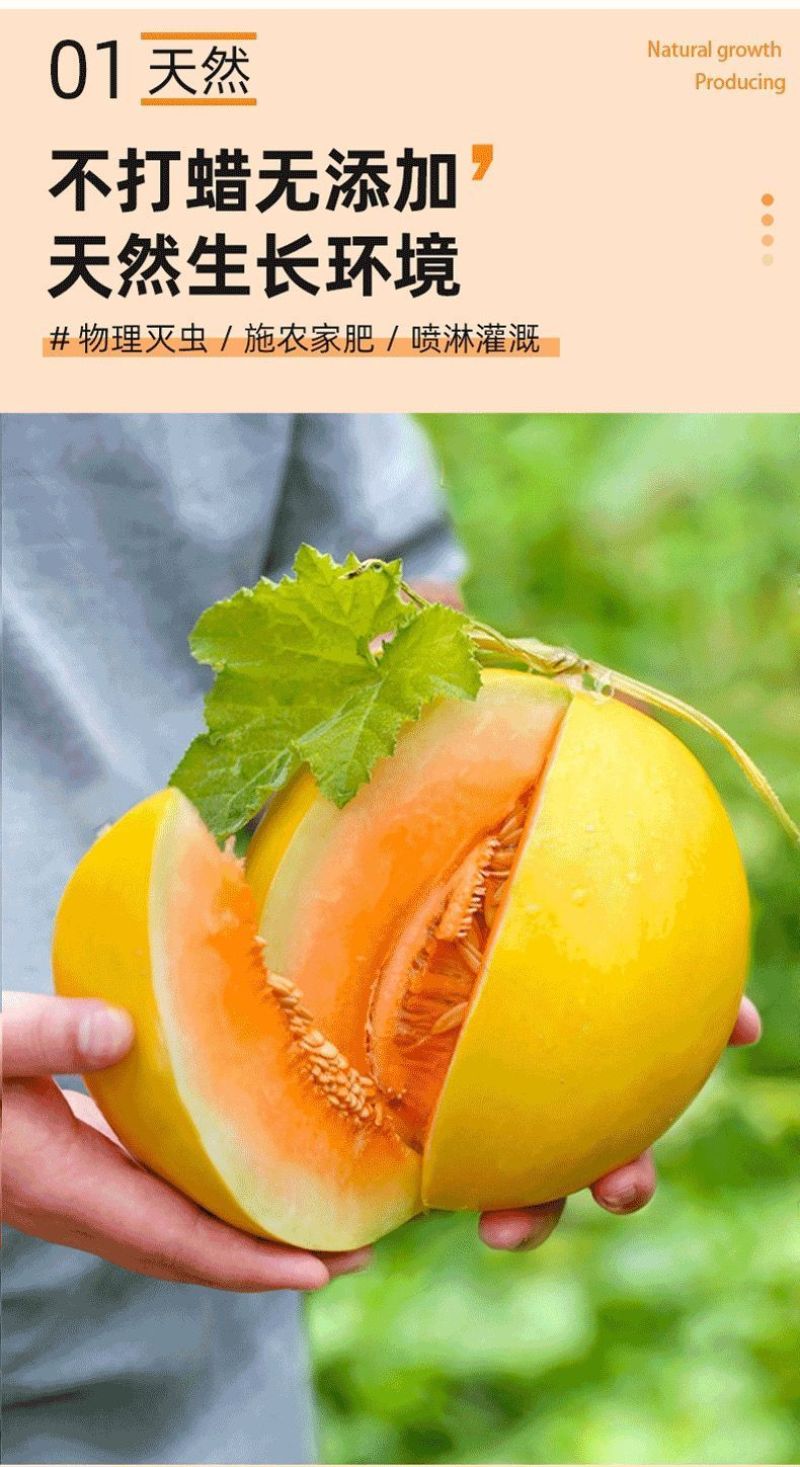 甘肃民勤沙漠蜜瓜，金红包，香甜软糯，产地货源