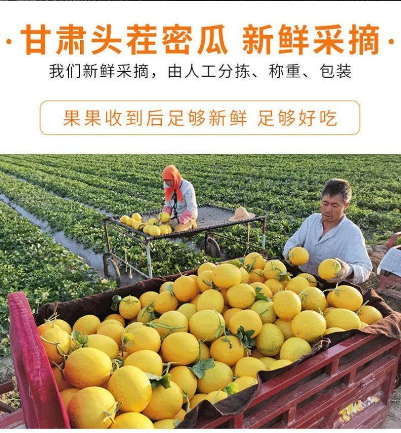 甘肃民勤沙漠蜜瓜，金红包，香甜软糯，产地货源