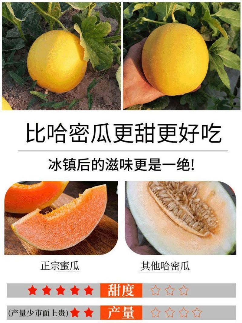 甘肃民勤沙漠蜜瓜，金红包，香甜软糯，产地货源
