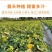 甘肃民勤沙漠蜜瓜，金红包，香甜软糯，产地货源