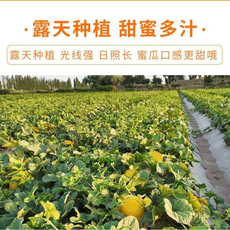 甘肃民勤沙漠蜜瓜，金红包，香甜软糯，产地货源