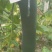 吊冬瓜精品吊冬瓜新鲜采摘地瓜地冬瓜湖北基地直供