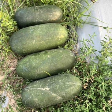 冬瓜