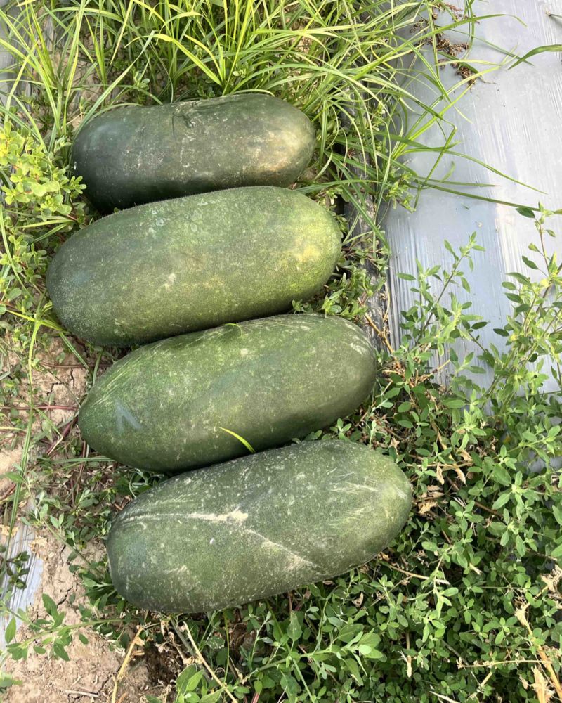 冬瓜