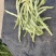 白无丝豆角
