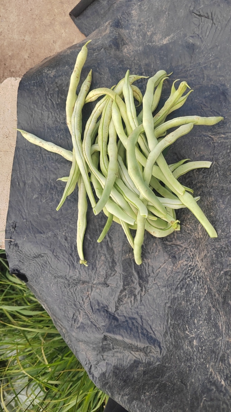 白无丝豆角