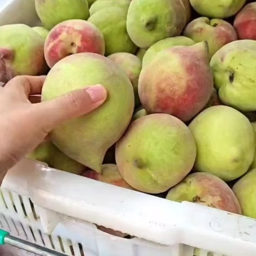 鹰嘴蜜桃