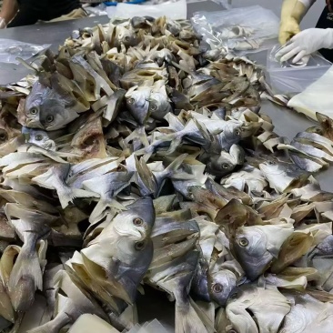 湛江特产深海金鲳鱼干出口品质标准化生产线300-500g