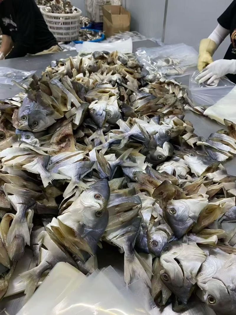 湛江特产深海金鲳鱼干出口品质标准化生产线300-500g
