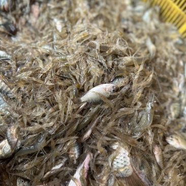 水库河虾