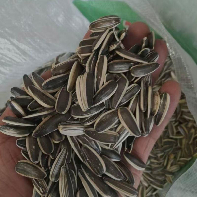 葵花籽生瓜子带壳瓜子炒货宠物粮鸟粮配料瓜子