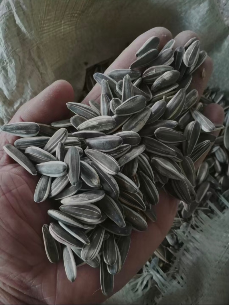 葵花籽生瓜子带壳瓜子炒货宠物粮鸟粮配料瓜子